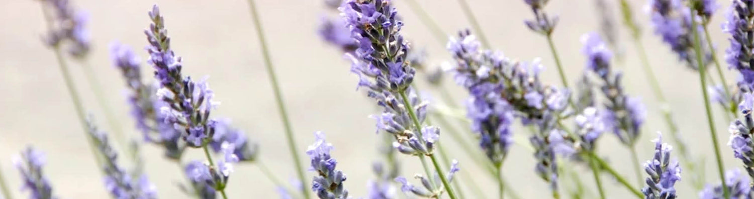 lavender & chamomile